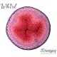 Whirl Scheepjeswol Paars Roze 778 Turkish Delight