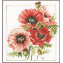 TELPAKKET KIT BOEKET VAN ANEMONEN  PN-0157496